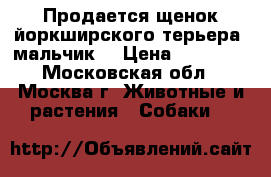 Продается щенок йоркширского терьера (мальчик) › Цена ­ 15 000 - Московская обл., Москва г. Животные и растения » Собаки   